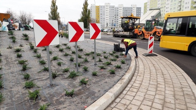 W środę na rondzie na skrzyżowaniu ulic Jana Pawła II - Śniadeckich trwały nasadzenia roślin