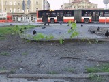 Miejska Partyzantka Ogrodnicza w Katowicach sadzi rośliny nocą [ZDJĘCIA]