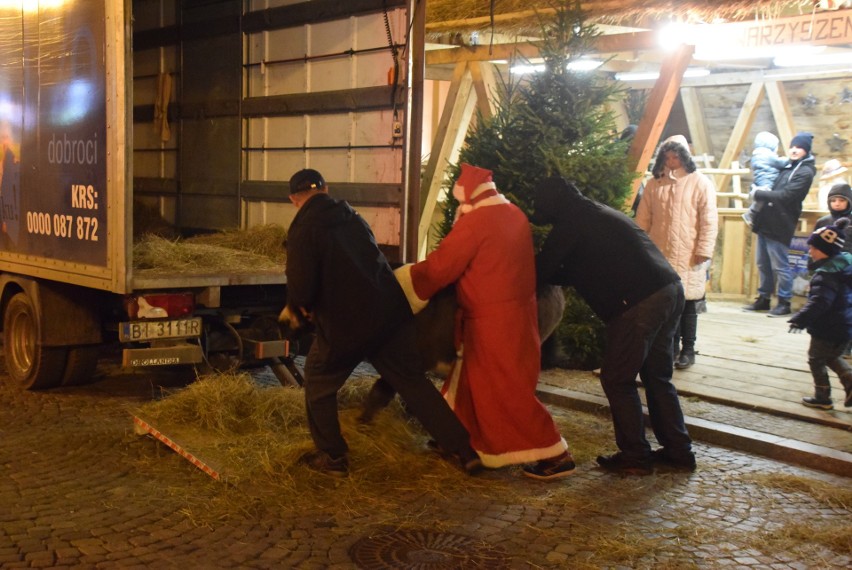 Dwie kameruńskie owce i osioł. No i oczywiście Jezusek w...