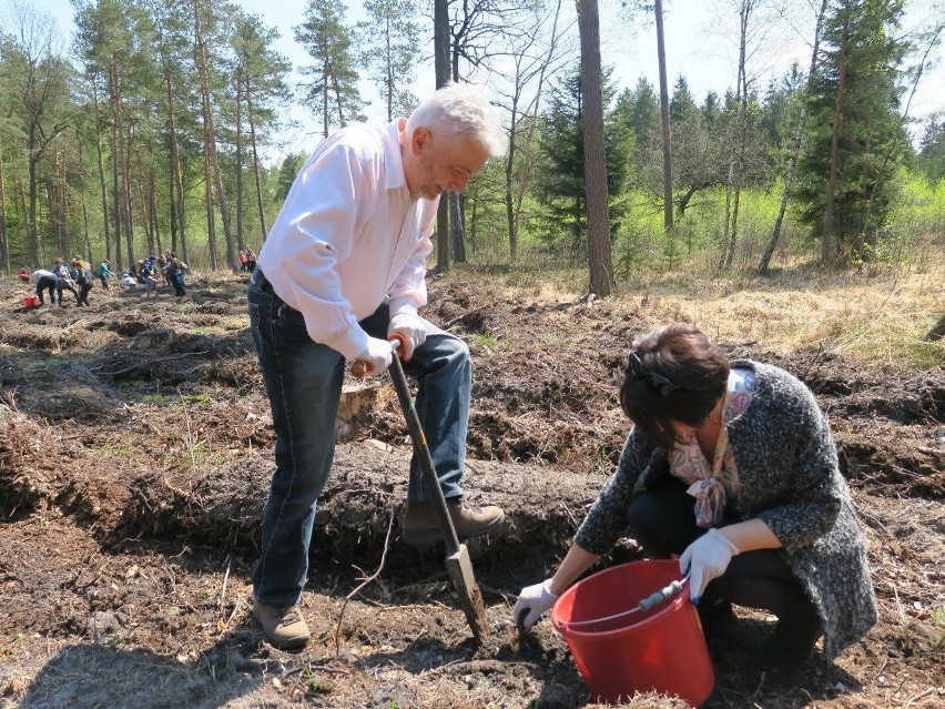 Akcja "Łączą nas drzewa". W lesie pod Świerczowem w Nadleśnictwie Kolbuszowa posadzili ponad 8000 sosen