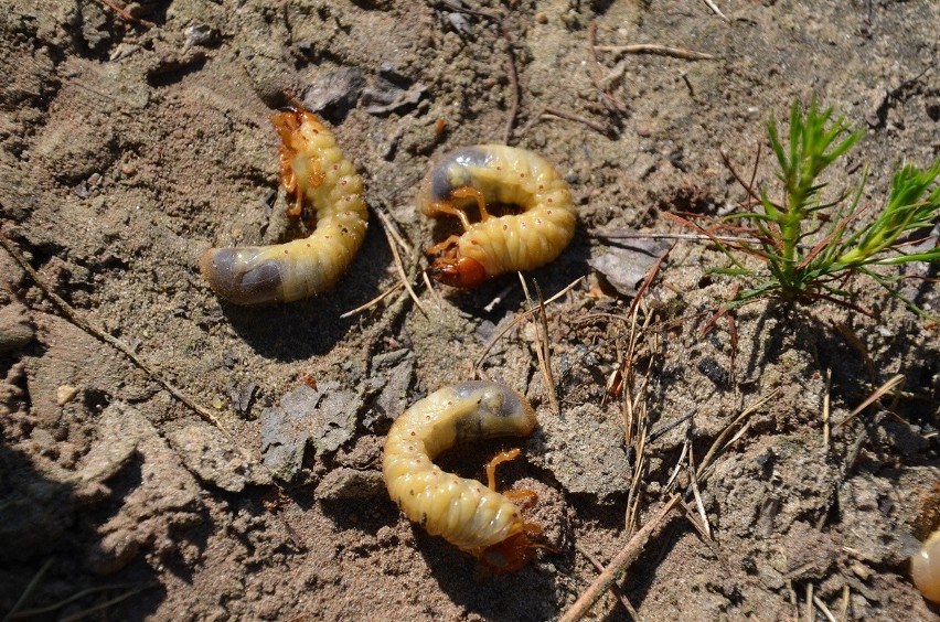 Groźne larwy atakują lasy w województwie podlaskim. Leśnicy planują opryski