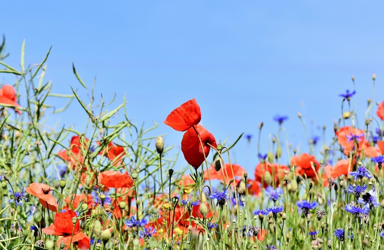 Łąka kwietna - tańsza i piękniejsza niż trawnik, nie musisz jej podlewać.  Jak założyć stołówkę dla pszczół w ogrodzie? | Gazeta Pomorska