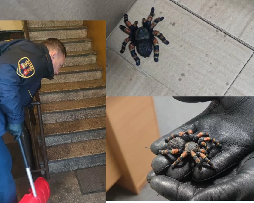 Niebezpieczny pająk na klatce schodowej. Interweniowali strażnicy miejscy ZDJĘCIA 
