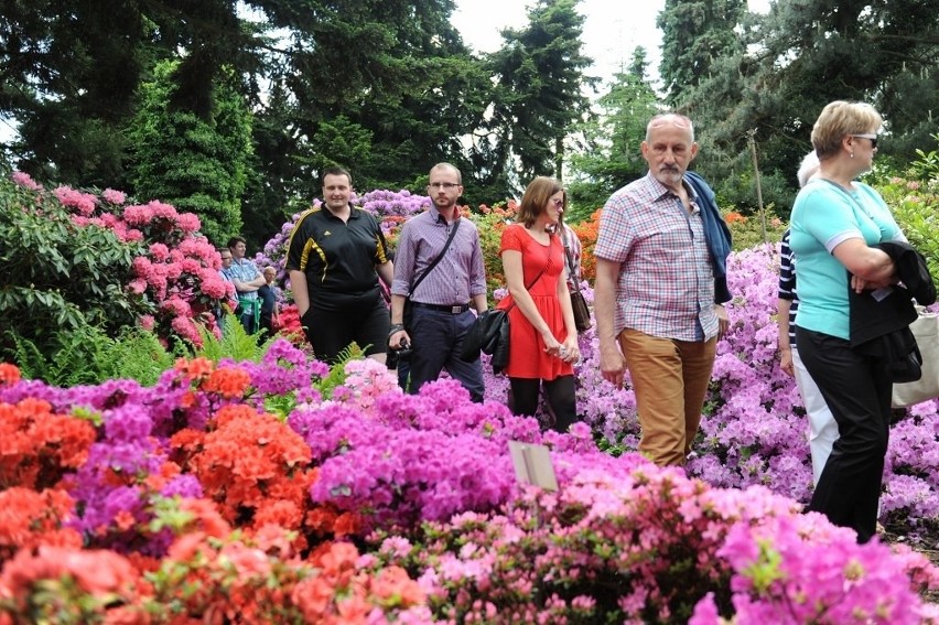 Dni azalii i różaneczników w Arboretum Kórnickim