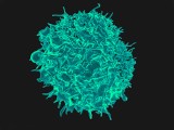 Odporność na koronawirusa nawet przez 9 miesięcy! Gdy znikają przeciwciała, ochronę przed COVID-19 zapewniają limfocyty T pamięci