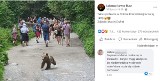 Tatry: Niedźwiedź na znanym szlaku w Dolinie Kościeliskiej. Turystom groziło niebezpieczeństwo?