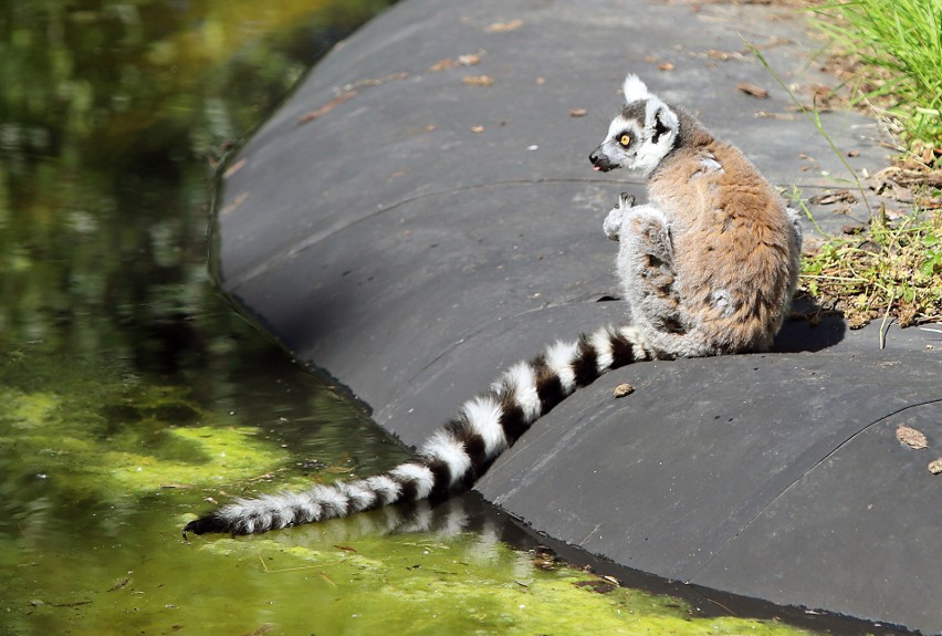 Awantury w łódzkim zoo. Które zwierzęta są największymi awanturnikami?