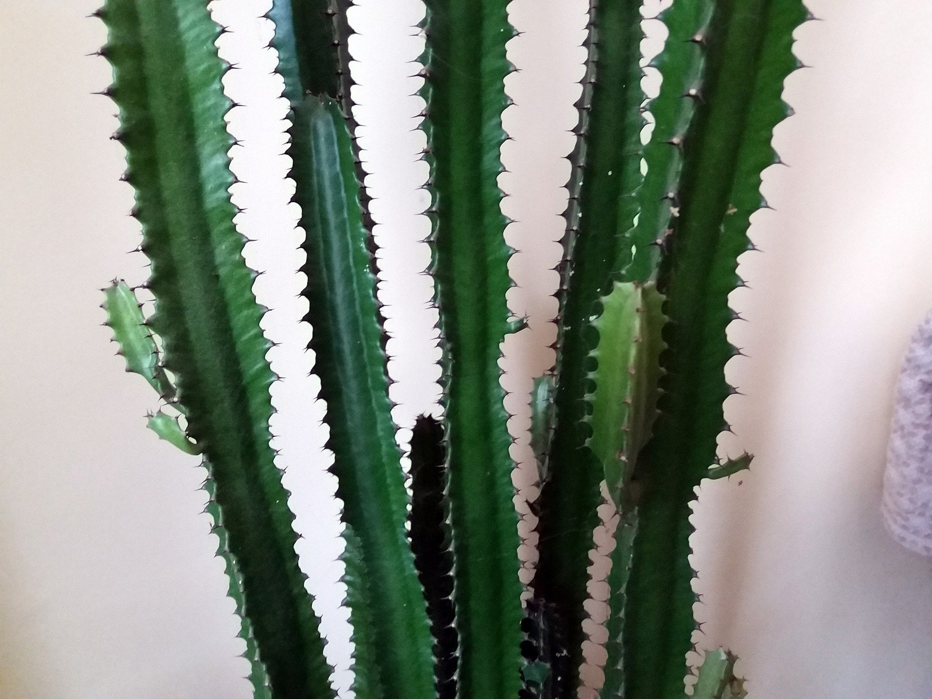 orbea kaktus Stapelia orbea variegata star fish plant