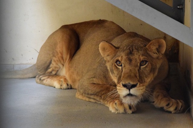 Zoo w Poznaniu planuje kolejną ewakuację zwierząt z Ukrainy. W związku z tym skierowali prośbę o pomoc. Proszą m.in. o puszki z karmą dla zwierząt.