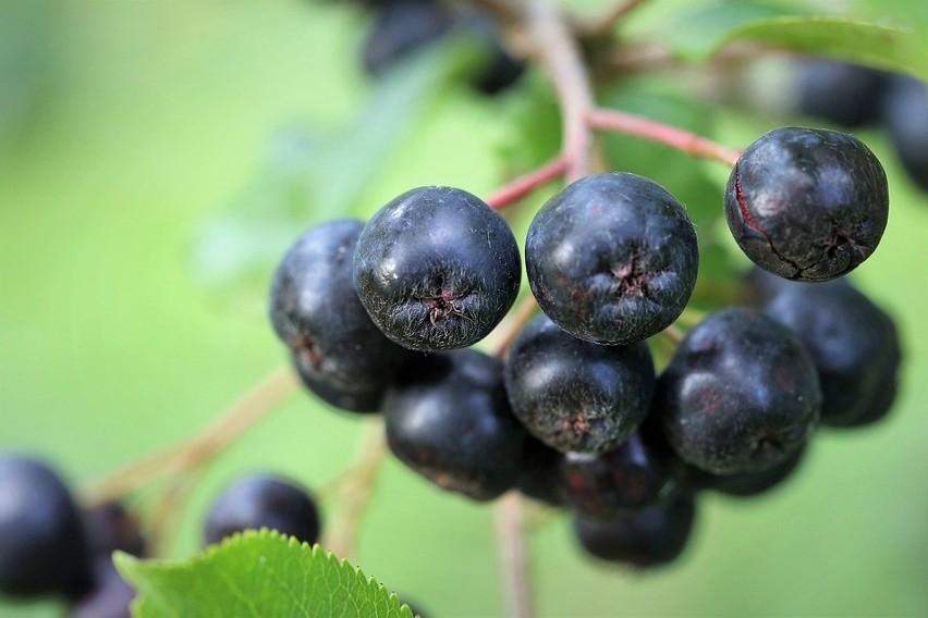 Aronia – dzięki swoim właściwościom prozdrowotnym jest...