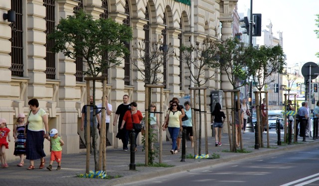 Ulica Kołłątaja - miasto pochopnie ogołocone z pięknych drzew. Nowe są rachityczne, a niektóre wyglądają na uschnięte 
