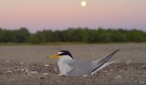Towarzystwo Przyrodnicze „Alauda” w Toruniu utrwaliło ptasie wyspy [wideo]
