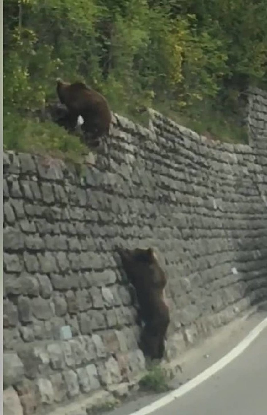 Niedźwiedzie na drodze pod Szklarską Porębą. Czy to prawdziwe nagranie?
