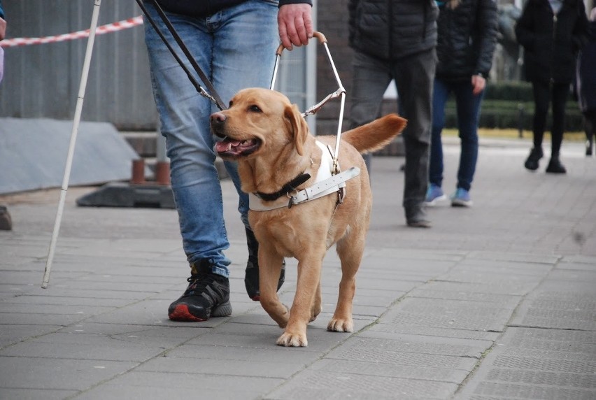 Śliczne labradorki szukają łodzian, którzy je wychowają. To...