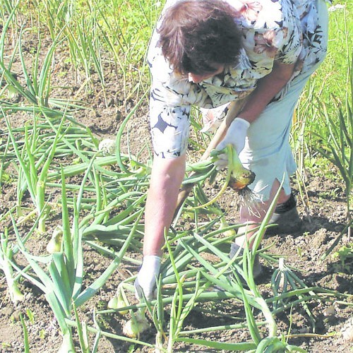 Dorodne cebule, przeznaczone do jedzenia, możemy zbierać już teraz. Jeśli zamierzamy je przechowywać, muszą być dobrze dojrzałe.