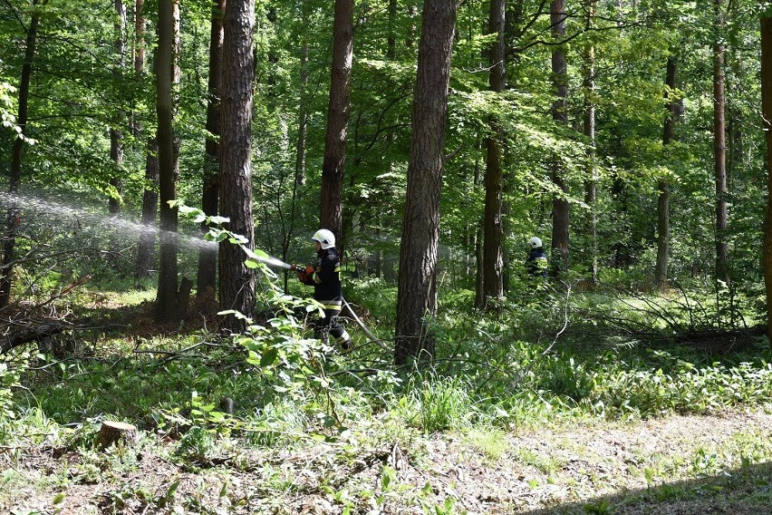 Skarżyscy strażacy ćwiczyli walkę z pożarem lasu. Był nawet samolot (ZJĘCIA)