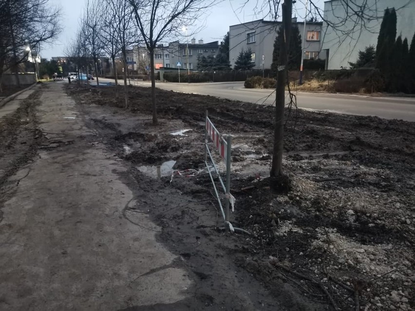 Kraków. Zabetonowali drzewa wzdłuż ulicy. Kto jest winny?