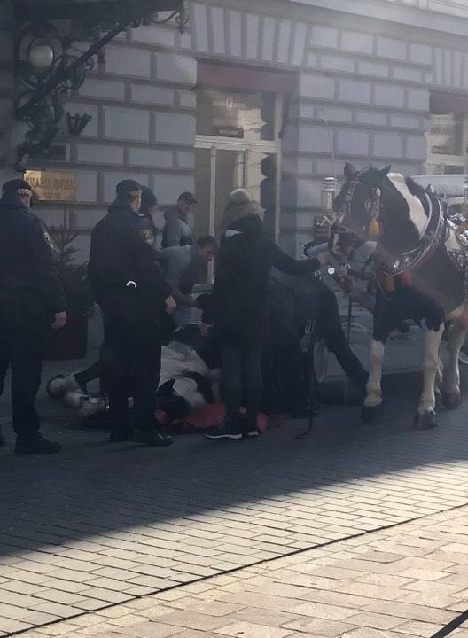Kraków. Koń, który upadł, przechodzi rekonwalescencję w Zielonkach. Policja bada sprawę