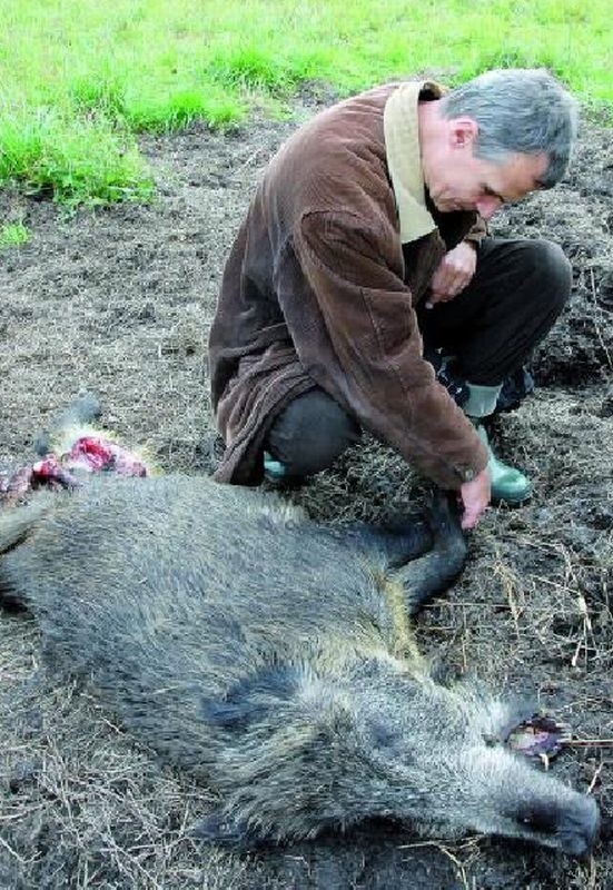 O przypadkach zabijania zwierząt w otulinie BPN pisaliśmy w październiku 2008 r. Wtedy z jednym z ekologów znaleźliśmy leżącego niedaleko ambony,  przy granicy parku, zabitego dzika.