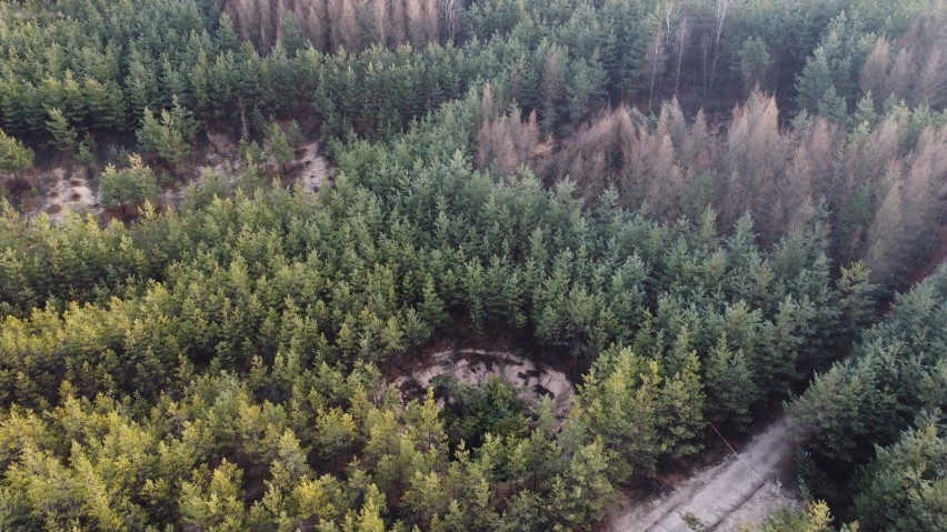 Zapadliska w lasach między Hutkami i Olkuszem