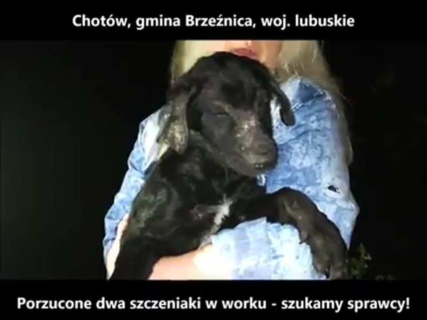 Szczeniaki zostały uratowane przez inspektorów z OTOZ...