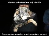 Chotków: Ktoś wrzucił do lasu, zamknięte w worku szczeniaki. OTOZ Animals szuka sprawców [ZDJĘCIA, WIDEO]