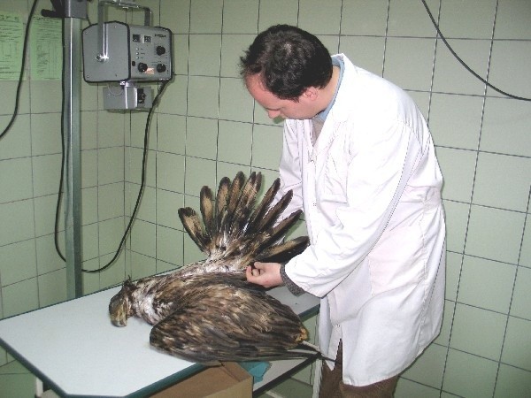 - Dopiero sekcji i badaniach toksykologicznych poznamy przyczynę śmierci ptaków - mówi Radosław Fedaczyński z kliniki weterynaryjnej Ada w Przemyślu.