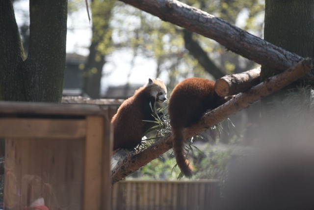 W toruńskim Ogrodzie Zoobotanicznym oficjalnie powitane zostały dwie pandy, które przyjechały do nas 18 marca. Zobaczcie zdjęcia z powitania!Zobacz też: Galeria zdjęć Ogonka i Bezogonka z toruńskiego Ogrodu Zoobotanicznego