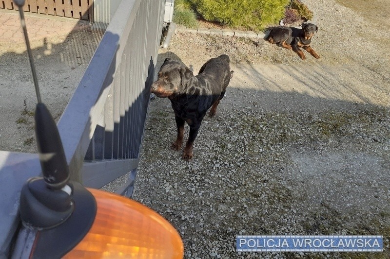 Wyszła na podwórko, a tam... dwa rottweilery. Na pomoc wezwała policję 