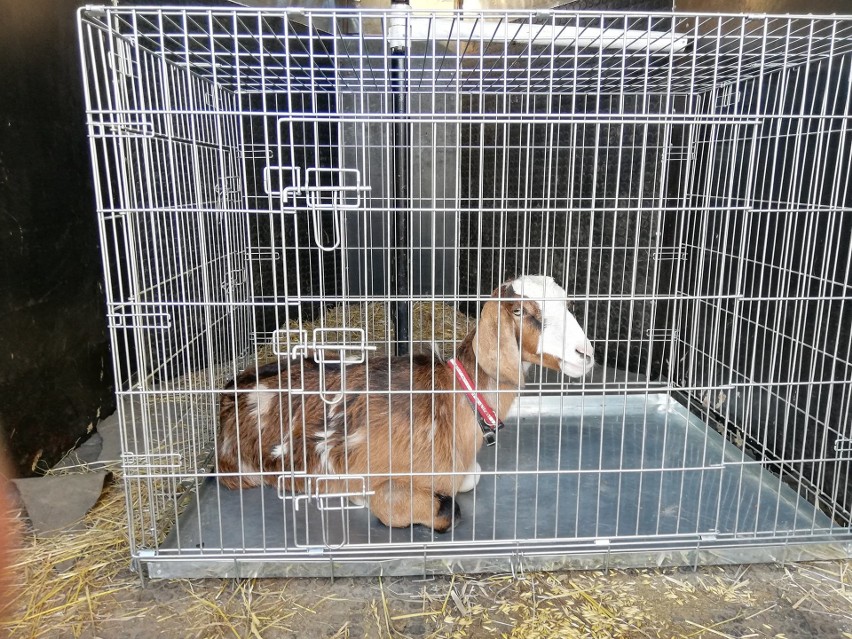 Biuro Ochrony Zwierząt w Zielonej Górze rozpoczęło teraz...