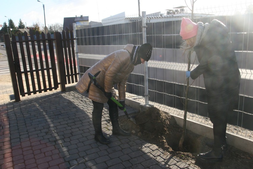 Gospodarstwo Ogrodnicze "Pod Lipami" z nowymi lipami. Podczas kameralnej uroczystości posadzono 10 młodych drzew. Zdjęcia 20.11.2021