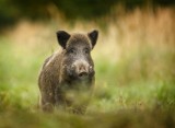 ASF w Lubuskiem. Wirus afrykańskiego pomoru świń wykryto w powiecie wschowskim u martwego dzika