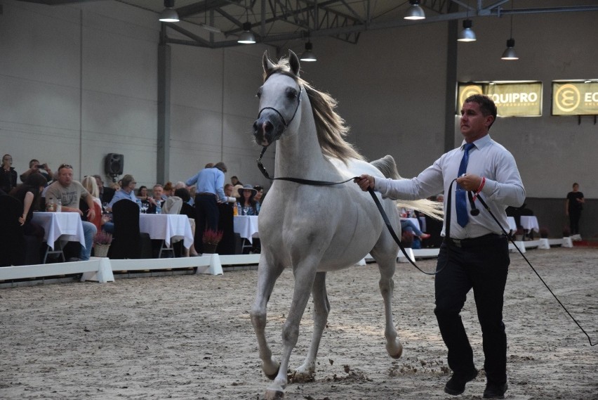 Pokaz ogiera i klaczy aukcyjnych zakończyły święto koni arabskich w Michałowicach [ZDJĘCIA]