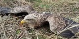 Znowu ktoś truje orły w regionie? Pod Opolem znaleziono bielika w stanie agonalnym. Drugi nie żyje