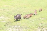 Dziki nie tylko w Toruniu! Duży problem w Papowie Toruńskim. "Wdzierają się na posesje, niszczą ogrodzenia i trawniki". Co na to wójt?