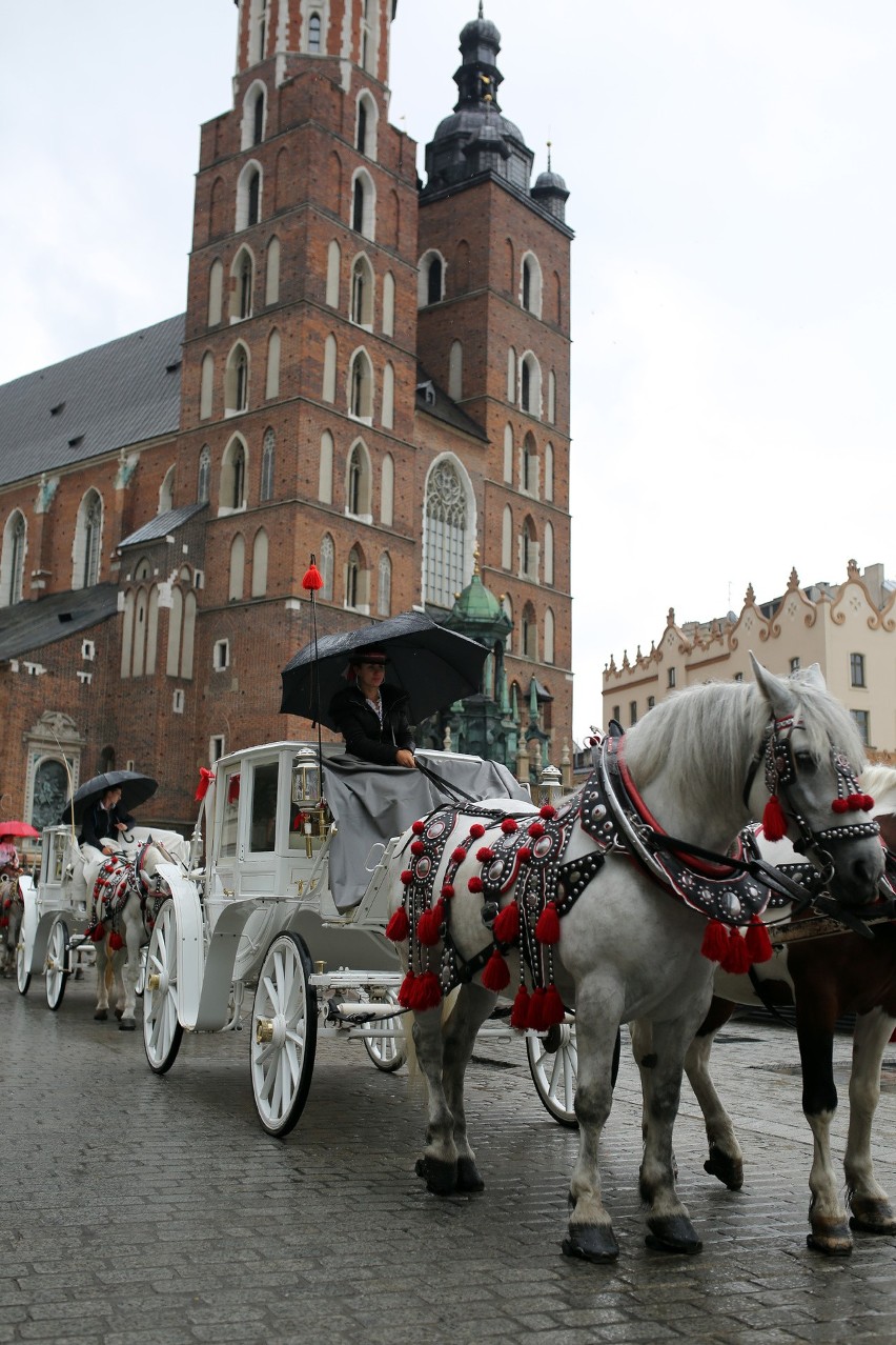 W Krakowie nie będzie dorożek? Tego chcą obrońcy zwierząt