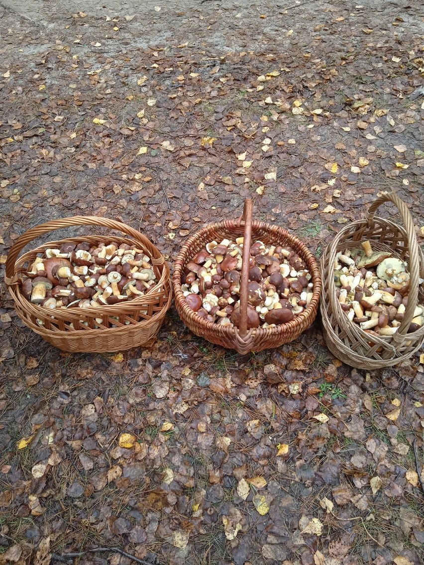 Mokra i ciepła aura to idealne środowisko dla grzybów....