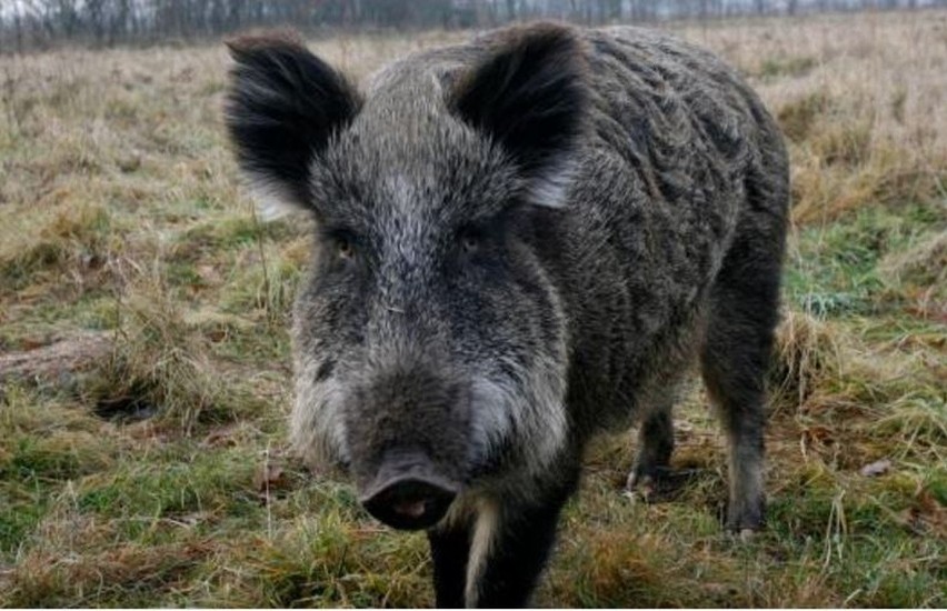 ASF nie stanowi zagrożenia dla zdrowia i życia człowieka....