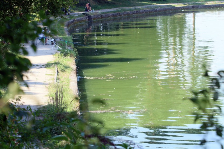 Terytorialsi i strażacy łowią martwe małże w Zalewie Zemborzyckim