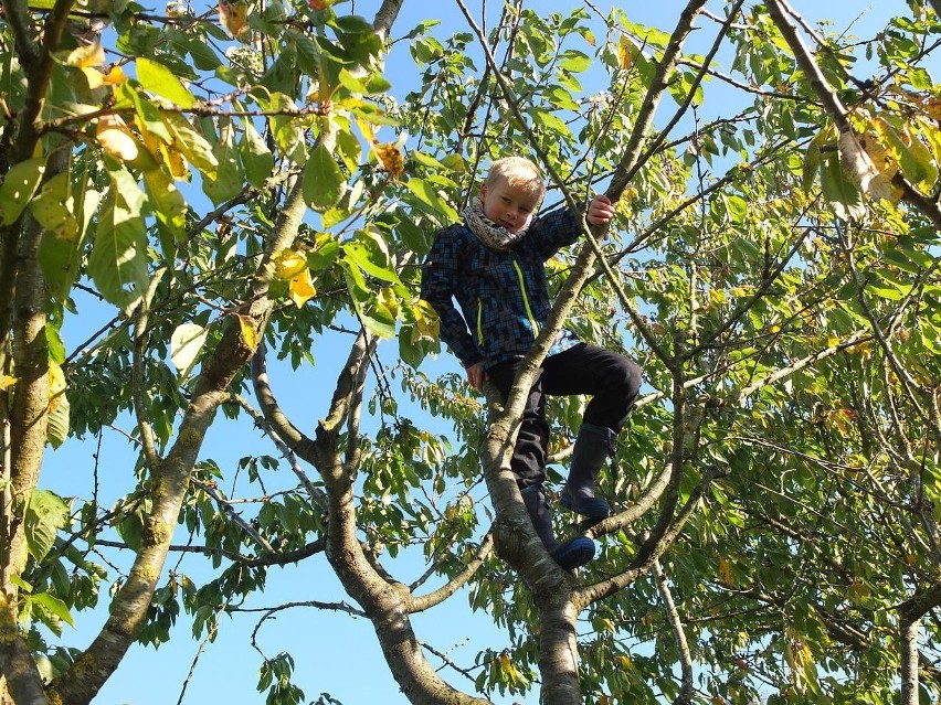 Wspiąć się na drzewo. 32% nastolatków tego nie zrobiło.