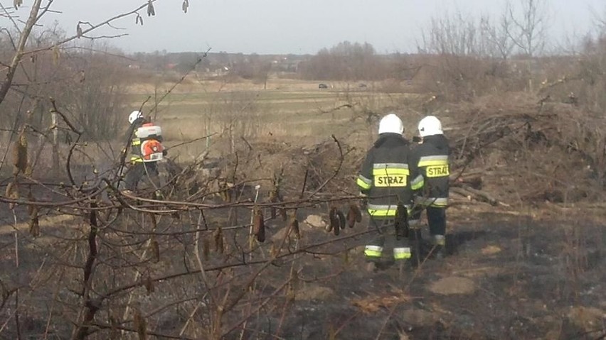 Strażacy ochotnicy z Wierzbicy interweniowali w sobotę...