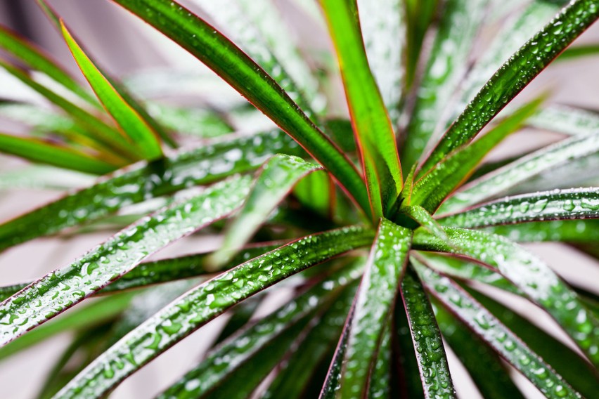 Dracena (smokowiec) pochodzi z Madagaskaru, gdzie rośnie...