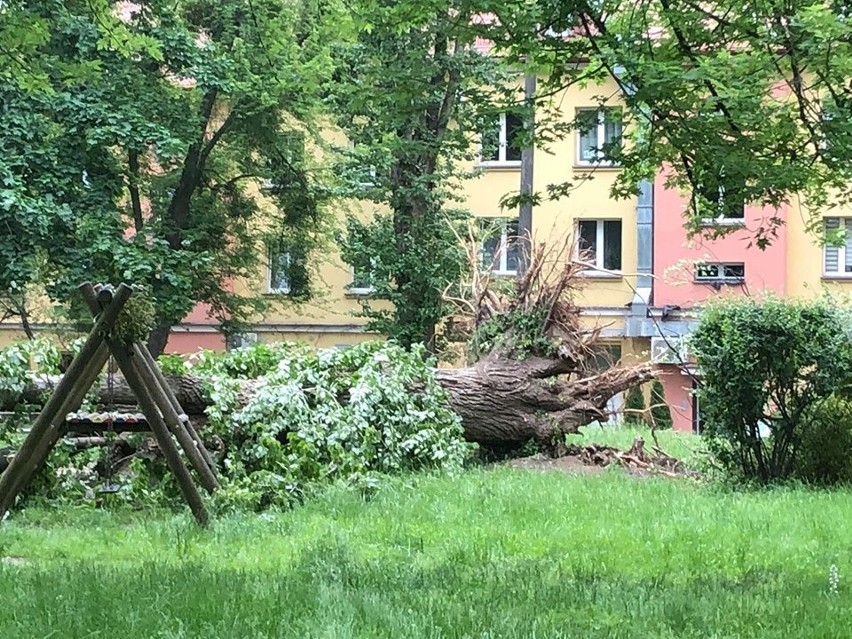 Złamane drzewo w podwórzu pomiędzy Liniarskiego i Suraską