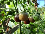 Ewa Farna, Urszula Dudziak, Ewa Wachowicz uprawiają warzywa. Zobacz kto jeszcze zajada się pomidorami, czy sałatą z ogródka