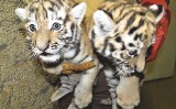 W zamojskim ZOO są obecnie trzy tygrysy. Jedna samiczka chorowała i zmarła