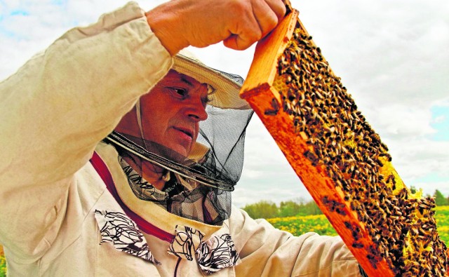 Choroba dotyka nawet wzorcowe pasieki. Pszczoły zarażają się od zainfekowanych rodzin