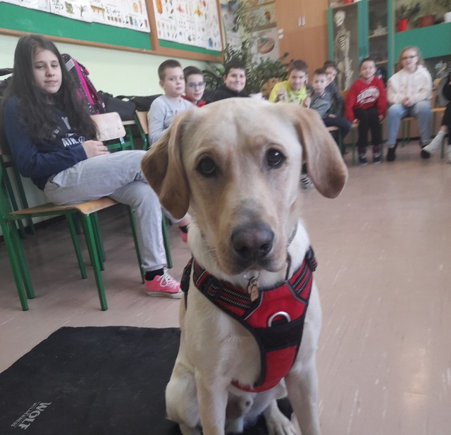 Labrador Wally to ulubieniec uczniów Szkoły Podstawowej nr 2 im. Bohaterów Monte Cassino w Kętach