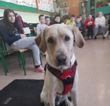 Do szkoły w Kętach chodzi... pies. Labrador Wally pomaga dzieciom i jest ich maskotką