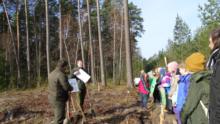 Lasy pełne energii. W ramach tej akcji leśnicy i młodzież posadzili 7.04.2022 drzewa w lesie w Borawem gm. Rzekuń