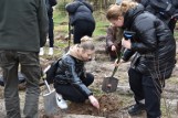 Licealiści sadzili las w Nadleśnictwie Sławno. Zdjęcia, wideo